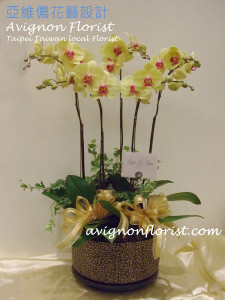 Yellow orchid for sympathy or funeral