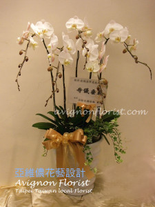 Taipei White orchid