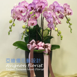Beautiful striped orchids Taipei Taiwan