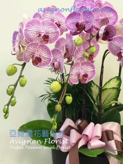 Beautiful Taiwan Orchid blossoms