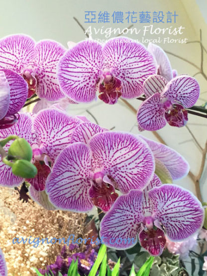 close up of orchids