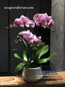 Two types of orchids