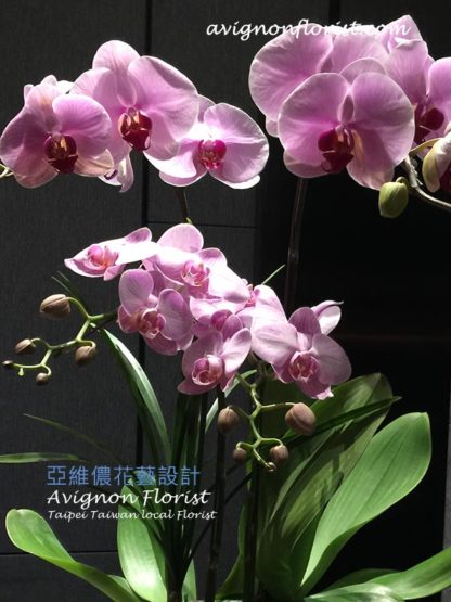 close up of Moth orchids