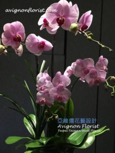 phalaenopsis orchids Taiwan