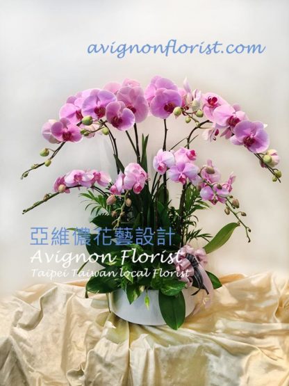 8-stem orchid