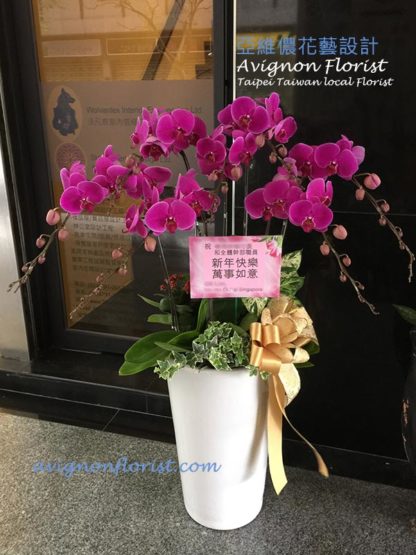 Beautiful red orchid Taipei Taiwan