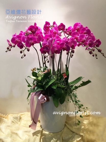 10 stem Taiwanese Orchid