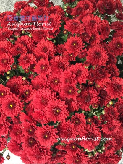 Red chrysanthemums Avignon Florist. a real Taipei Flower shop