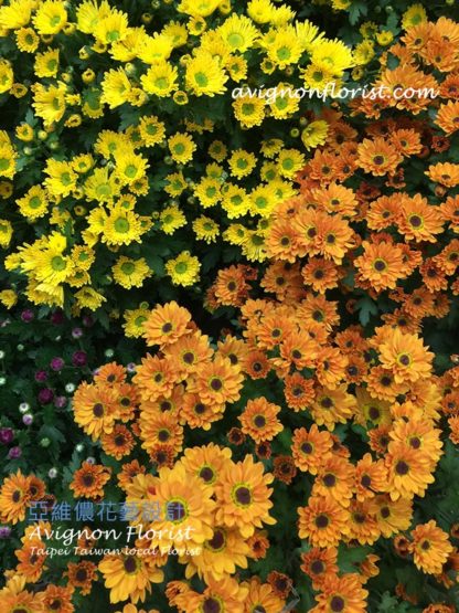 Close up of Yellow Chrysanthemums| Taipei Taiwan