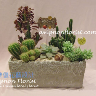 Cactus arrangement Taipei Taiwan