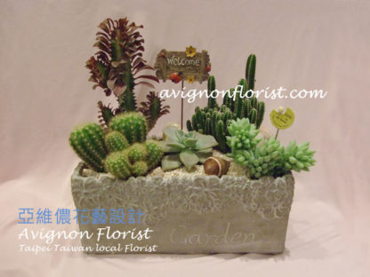 Cactus arrangement Taipei Taiwan