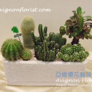 Cactus assortment Taipei