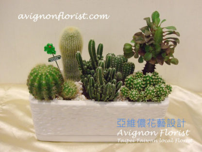 Cactus assortment Taipei