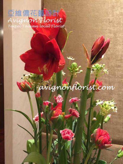 Amaryllis Blooms |Taiwan Florist