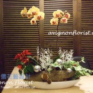 Christmas Orchid