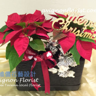 red poinsettia Christmas flowers
