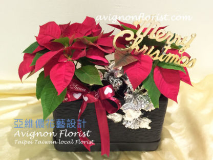 red poinsettia Christmas flowers