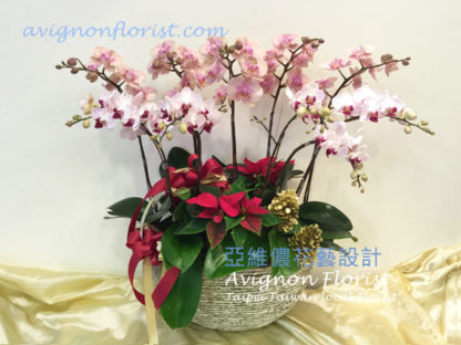 Christmas Orchids |Taiwan