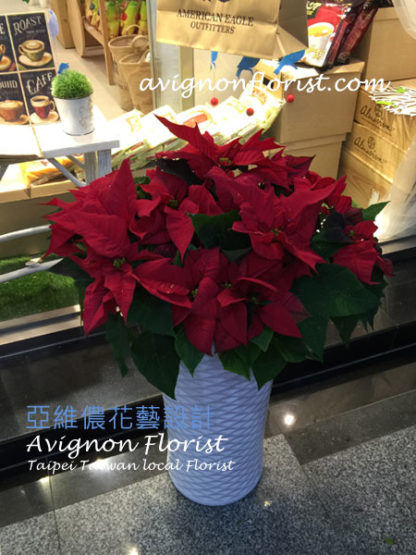 Poinsettia for Taiwan Christmas