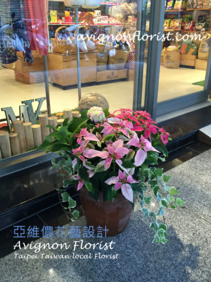 Pink Poinsettias | Taipei Taiwan