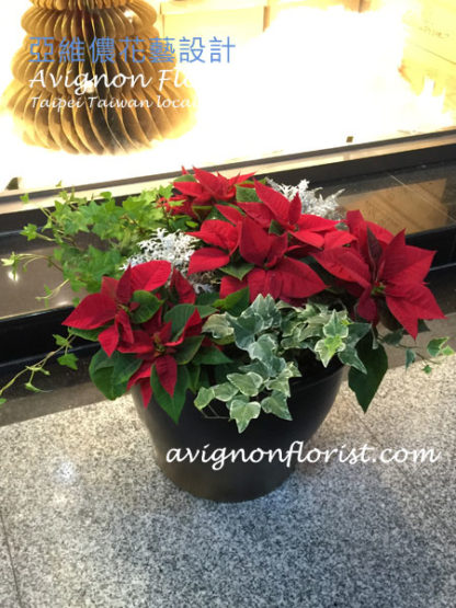 Red Poinsettias planted in a pot