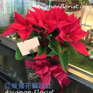 A poinsettia in a basket for delivery to Taipei, Taiwan