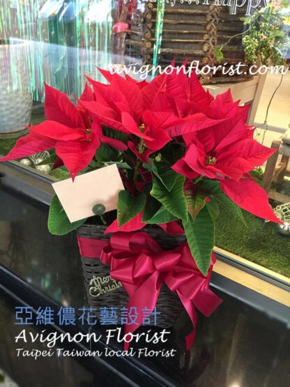 A poinsettia in a basket for delivery to Taipei, Taiwan