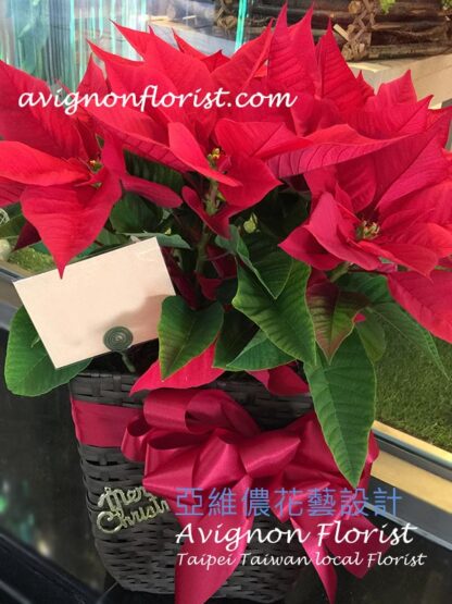 Christmas flowers for delivery| Taipei Taiwan