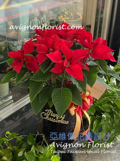 Red poinsettia with a card | Taipei Taiwan