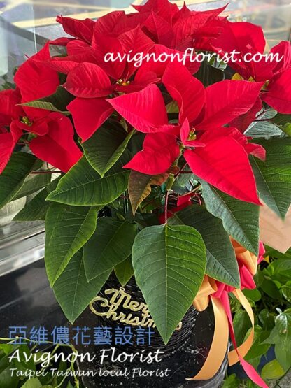 A close-up of a poinsettia in a basket