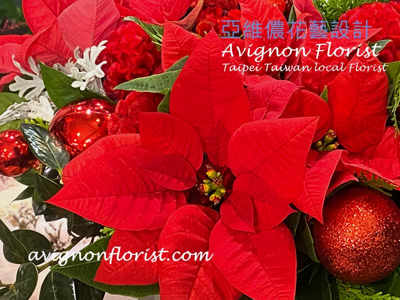 close up of poinsettias
