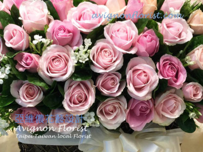 Close-up of Pink roses