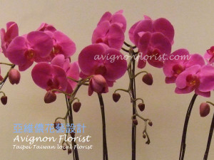Close up of orchid blossoms. Avignon florist in Taipei, Taiwan
