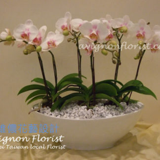 Little Lady Orchid | Avignon Florist