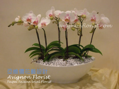 Little Lady Orchid | Avignon Florist