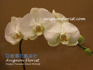 White Taiwan Butterfly Orchid
