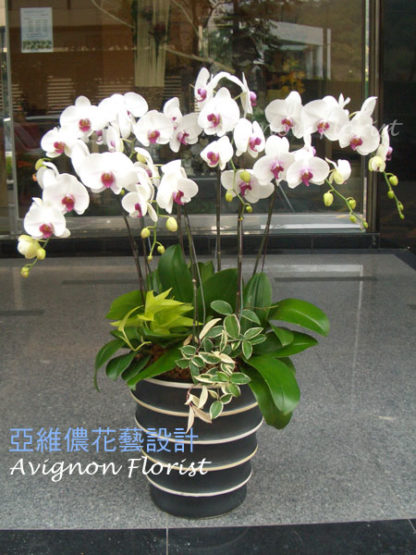 Large 7-stem orchid
