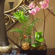 orchid020003 two stemmed orchid