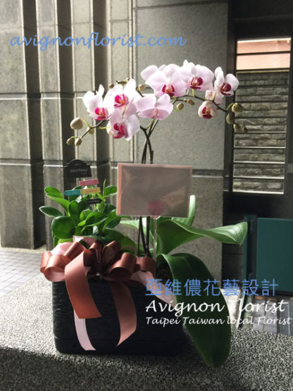 Small moth orchids |Taipei Taiwan