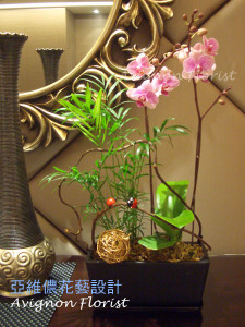 two stemmed orchid
