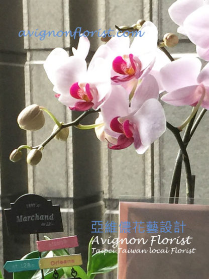 Small orchids | Taipei Taiwan