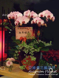 Chinese New Year Orchid