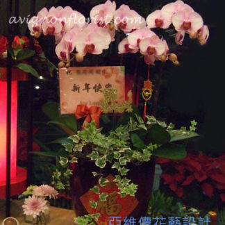 Chinese New Year Orchid