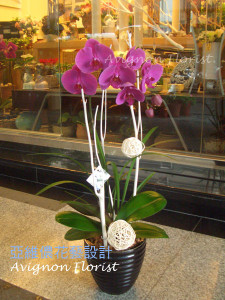 Two-stem orchid