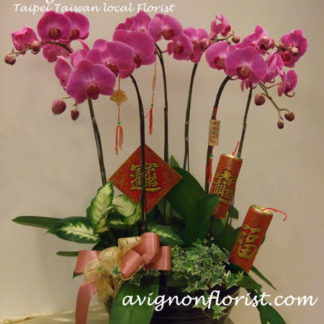 Gongxi orchid