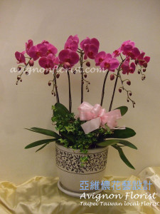 Moth orchid from Avignon Florist in Taipei Taiwan