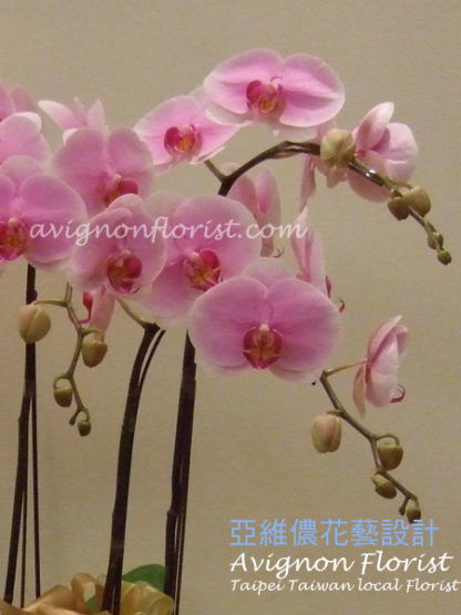 Sunrise Moth Orchid | Avignon Florist| Taipei Taiwan