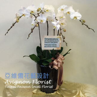 Five White Butterfly Orchids