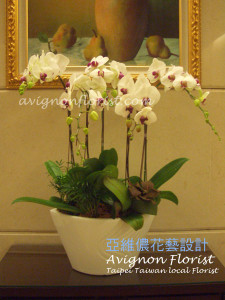 Delivery Butterfly Orchids