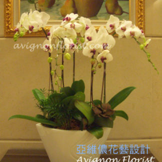 Delivery Butterfly Orchids